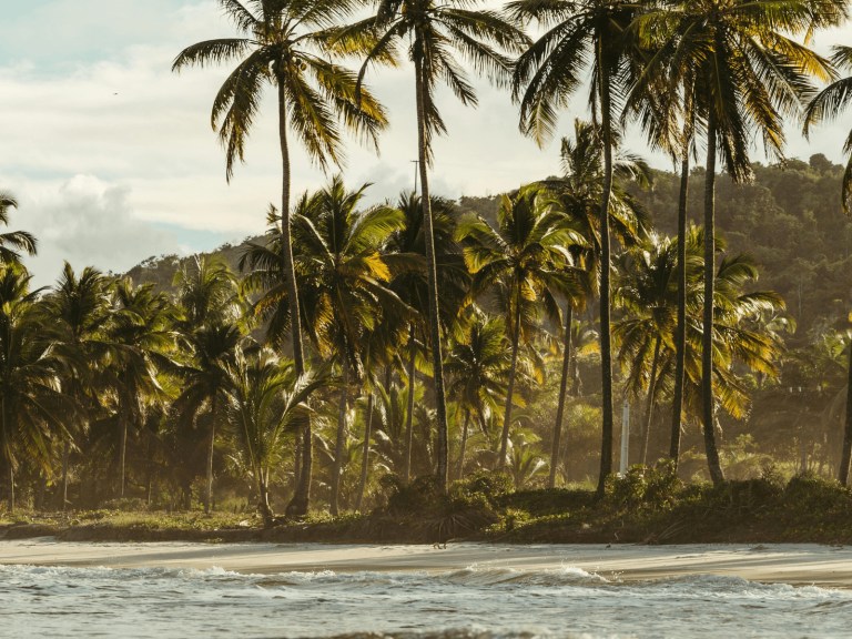 Palm trees lining a sandy beach in Jamaica with gentle ocean waves and lush tropical hills in the background, perfect for Jamaica captions.