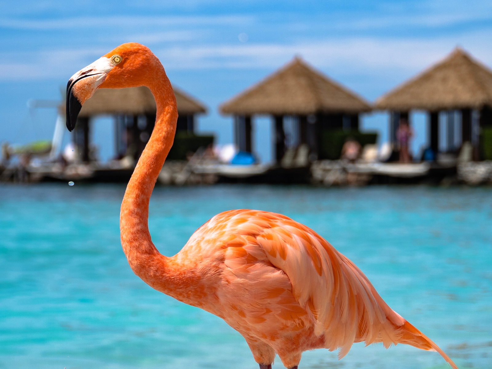 Aruba captions photo of a flamingo.