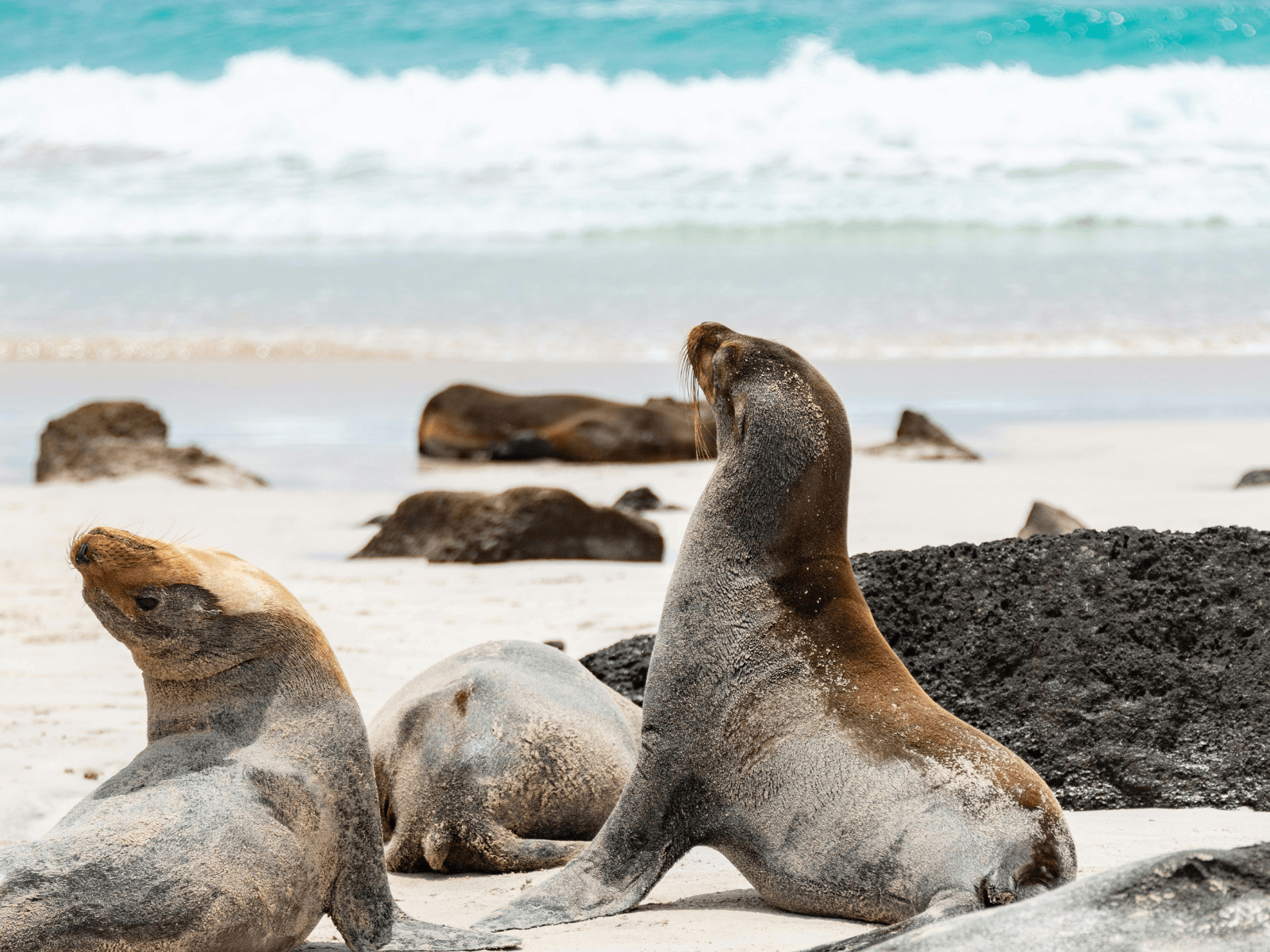 Galápagos sea lions resting on a sandy beach beside volcanic rocks and turquoise water for best Galapagos cruise.