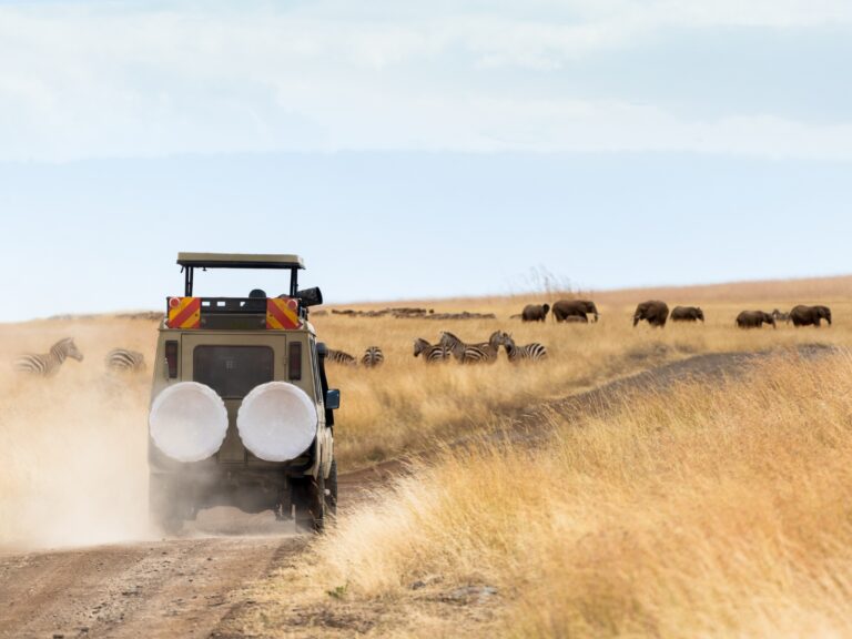 Safari captions photo of a jeep in the savannah.