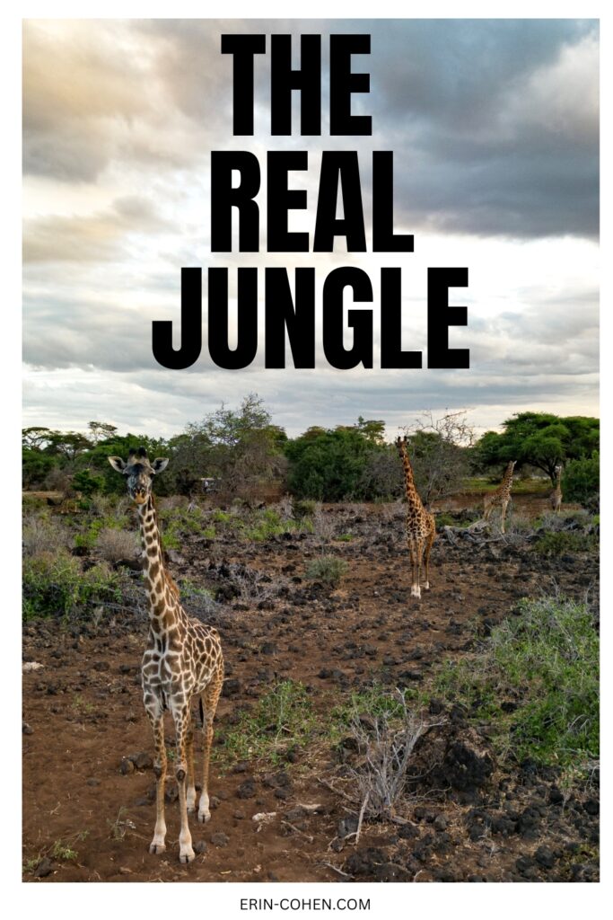 quotes about jungle safari
