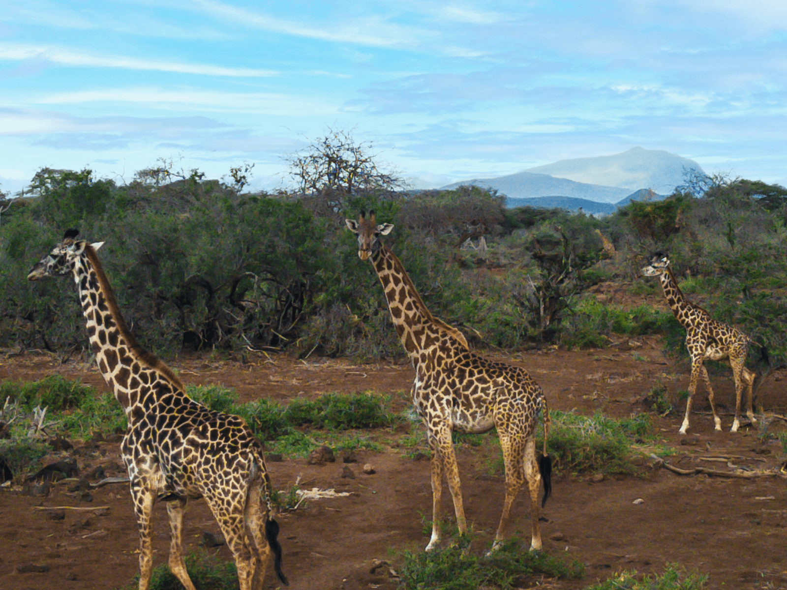Three giraffes standing in an African savanna with green brush and mountains in the distance, perfect for a post about safari captions.