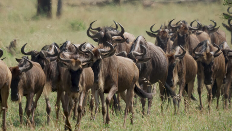 Herd of animals at Tsavo National Park.