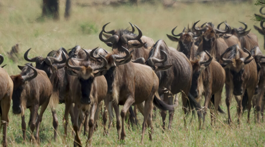 Herd of animals at Tsavo National Park.