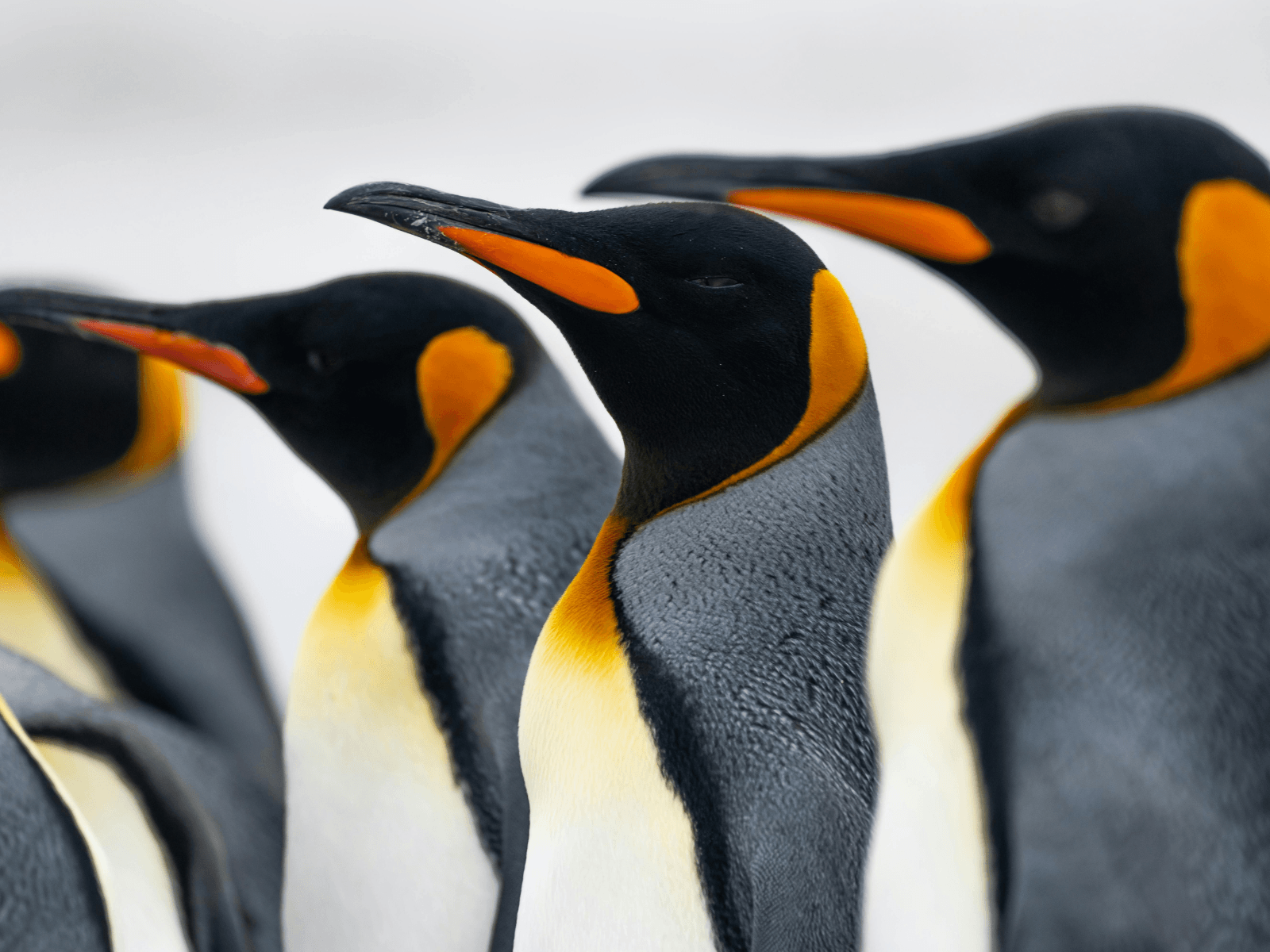 Close up of a group of king penguins with black, white, and golden yellow feathers, photographed while visiting Antarctica.