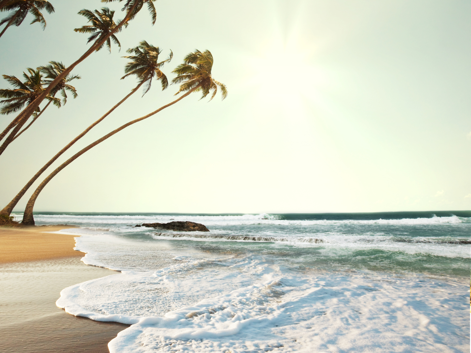Tropical captions photo of a tropical beach with palm trees.