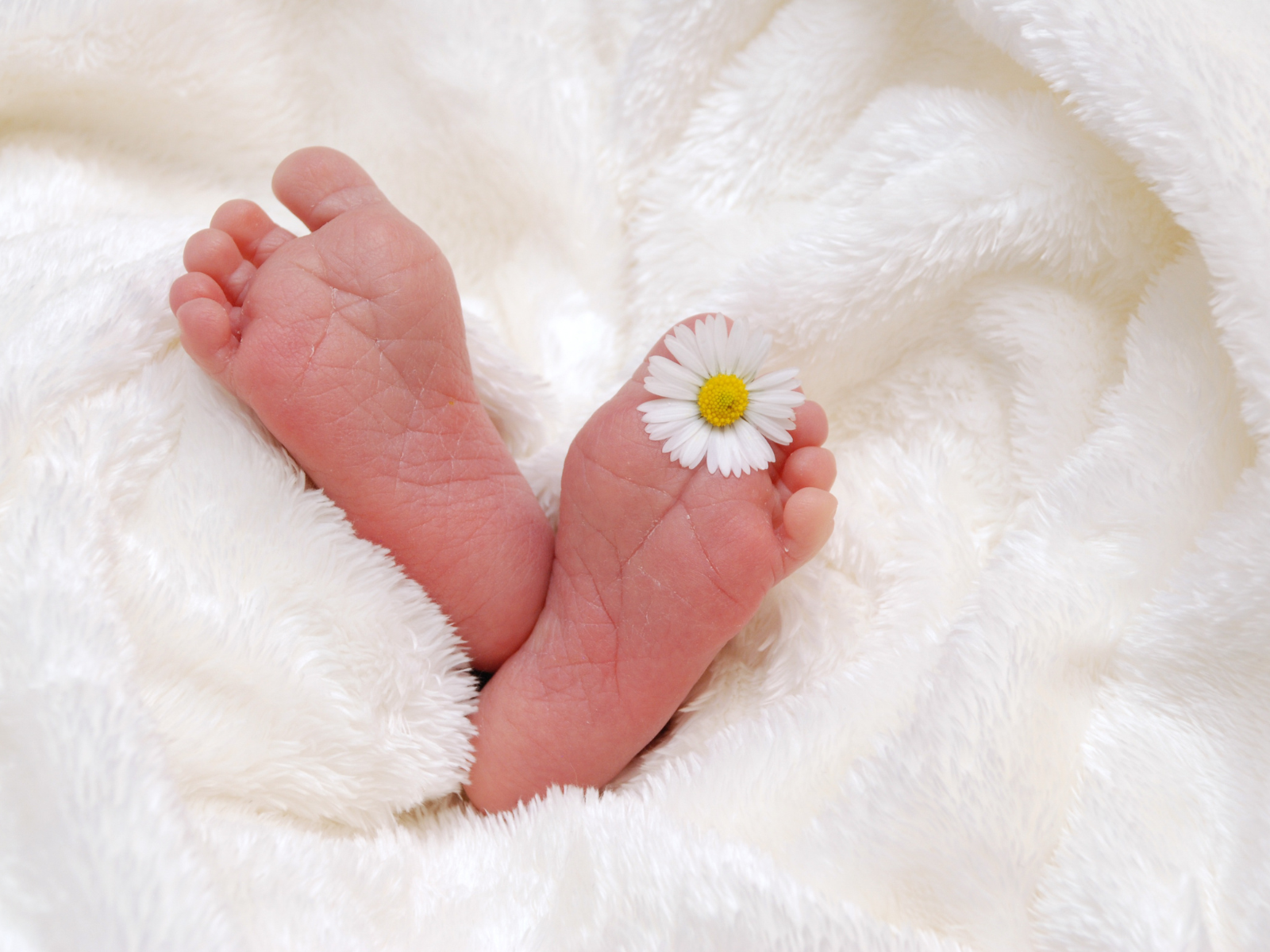 Newborn baby feet resting on a soft white blanket with a small daisy for a collection of new baby captions