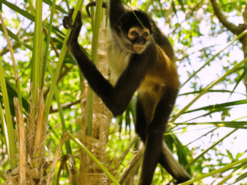 Spider monkey climbing through palm leaves and tropical trees on the lush grounds of Fairmont Mayakoba.
